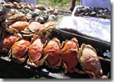 Dungeness crab and seafood barbecue