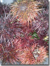 Sea Urchins at Paquachin Days