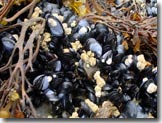 mussells on beach