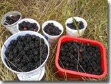 blackberries on Vancouver Island